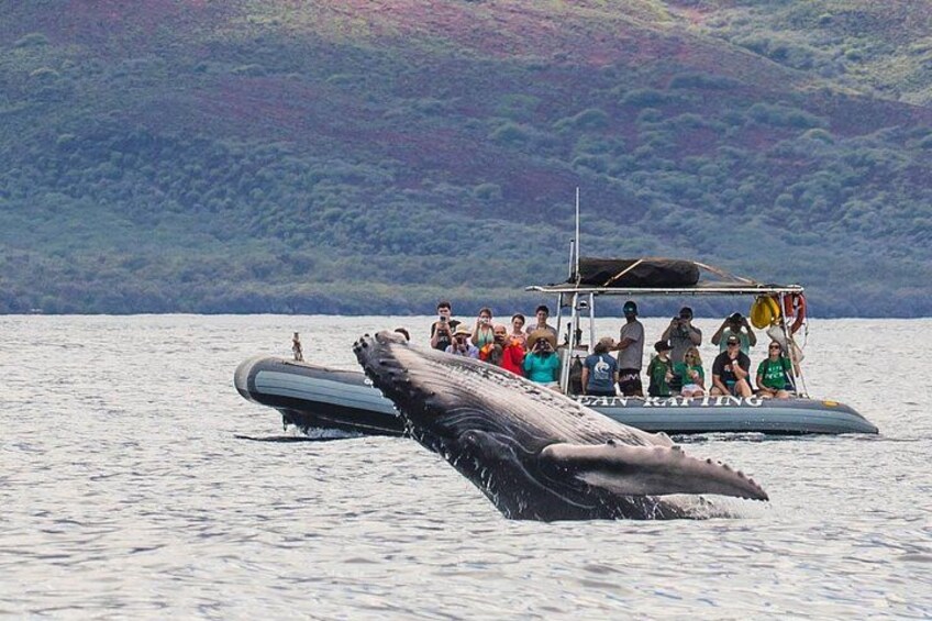 Small group family style Whale Watching tour on eco-rafts in Maui. 1