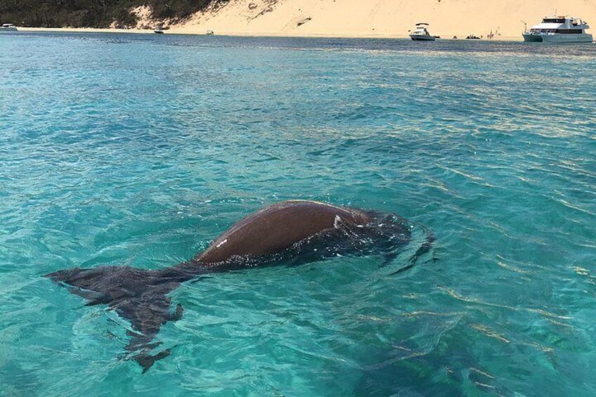 A large marine creature swimming in clear turquoise water with boats in the background. 4