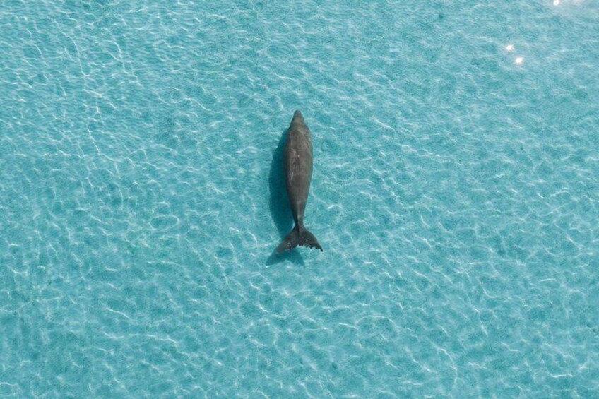 A dolphin swimming in a clear blue pool. 3