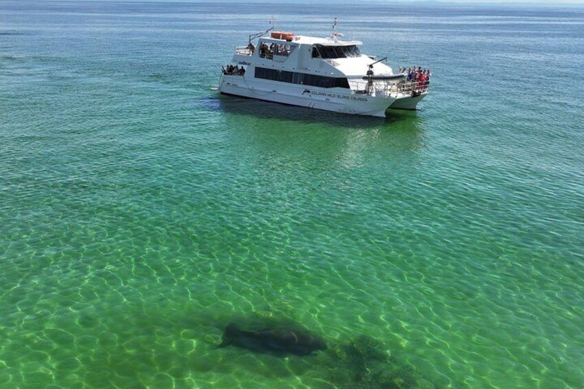 Dolphin wild spotting a dugong 2