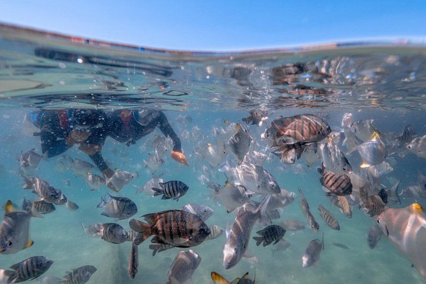 Una persona practica snorkel rodeada de un banco de peces en aguas cristalinas. 3
