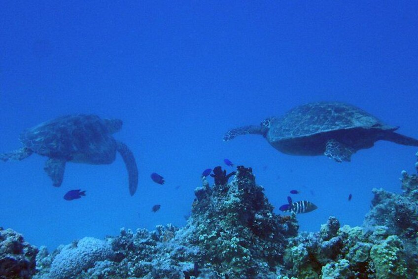 Green Sea Turtles are common. 2