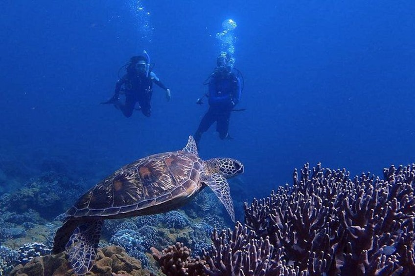 Possible encounter with Sea Turtles 1