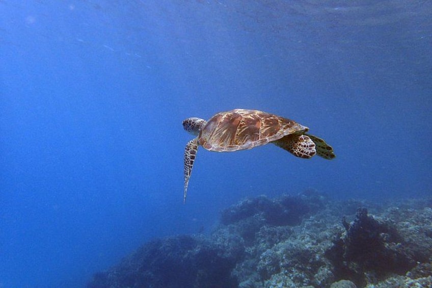 Look who's swimming by! 5