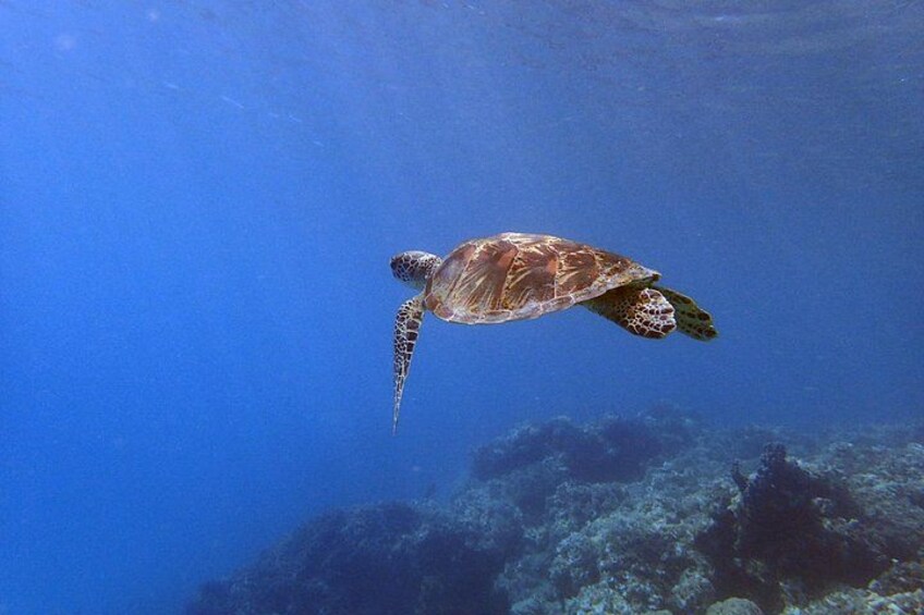 Look who's swimming by! 5