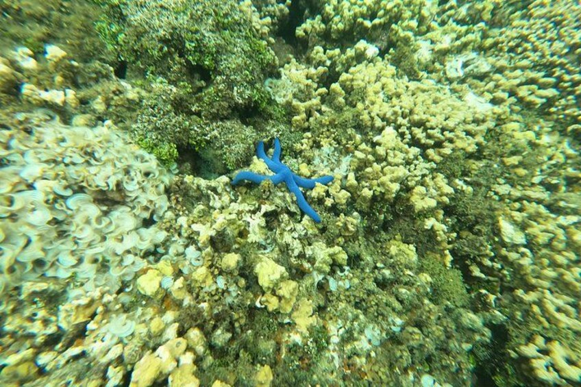 Una estrella de mar azul sobre un arrecife de coral con diversos tipos de coral y pequeños peces. 2