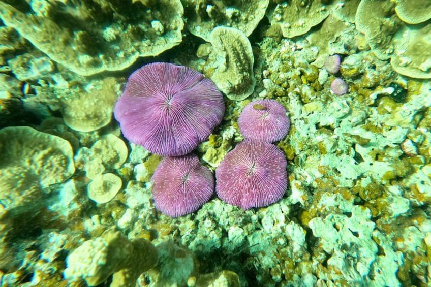 Hongos marinos morados sobre un arrecife de coral. 3