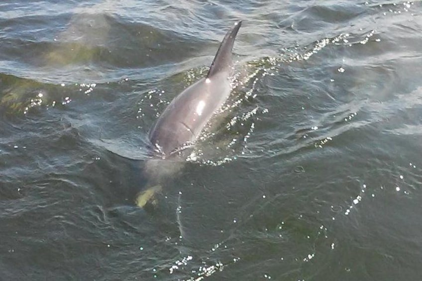1.5-hour Dolphin Sightseeing Cruise from Tampa 2