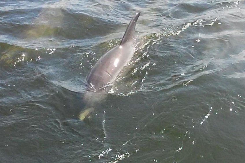 1.5-hour Dolphin Sightseeing Cruise from Tampa 2