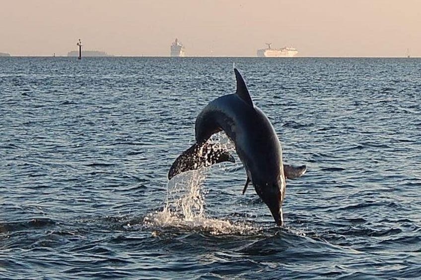 Dolphins jumping on tour with ships leaving 1