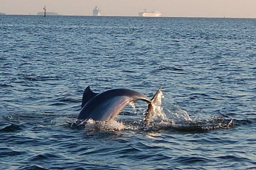 Dolphins in downtown Tampa 4