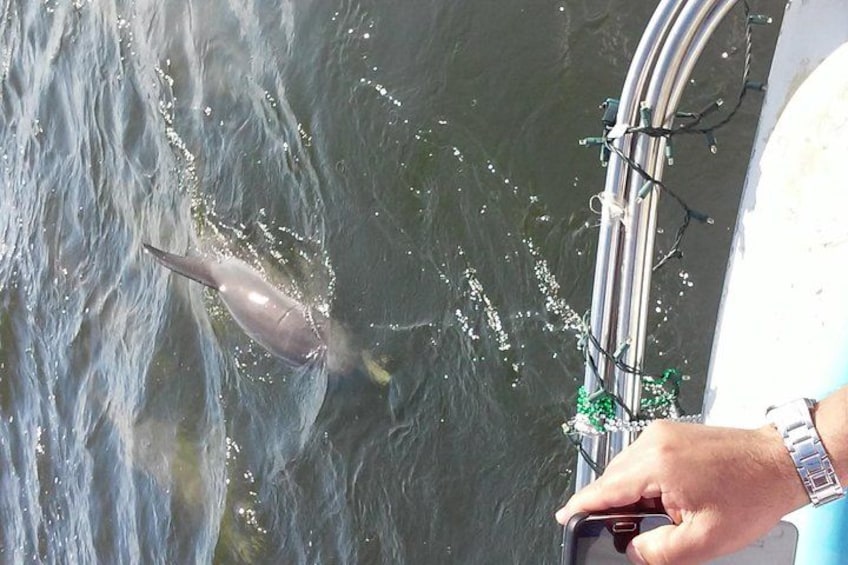 1.5-hour Dolphin Sightseeing Cruise from Tampa 3
