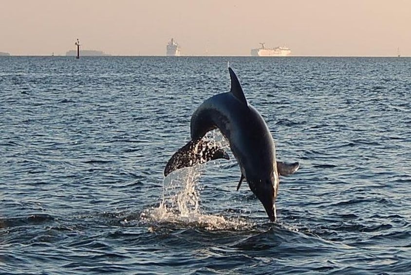 Dolphins jumping on tour with ships leaving 1