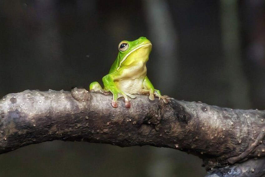 Ein grüner Frosch sitzt auf einem Ast. 2
