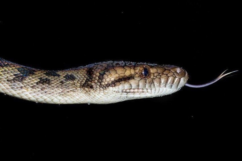 A snake with a patterned body and a forked tongue against a black background. 4
