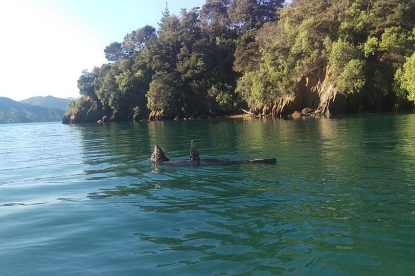 Full day Guided Sea Kayak Tour from Picton 2