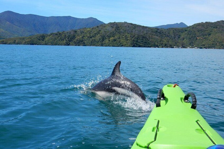 A dolphin jumping out of the water near a green kayak on a lake with mountains in the background. 2