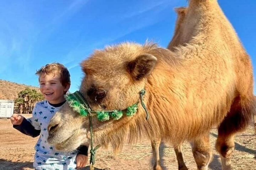 Camel Safari Tram Ride and Guided Zoo Tour 5