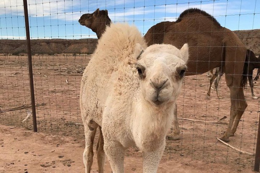 Baby camel 3