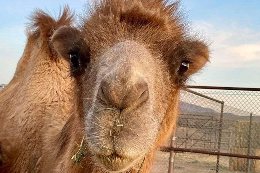 Camel Safari Tram Ride and Guided Zoo Tour 2
