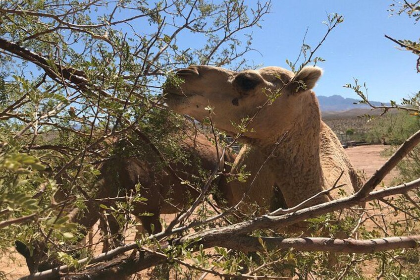 Camel Encounter 3