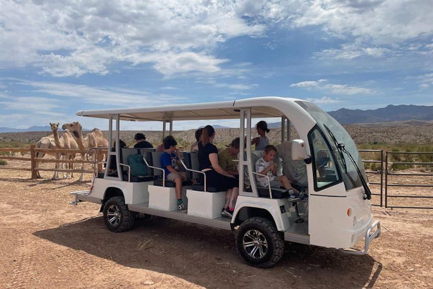 Camel Safari Tram Ride and Guided Zoo Tour 2