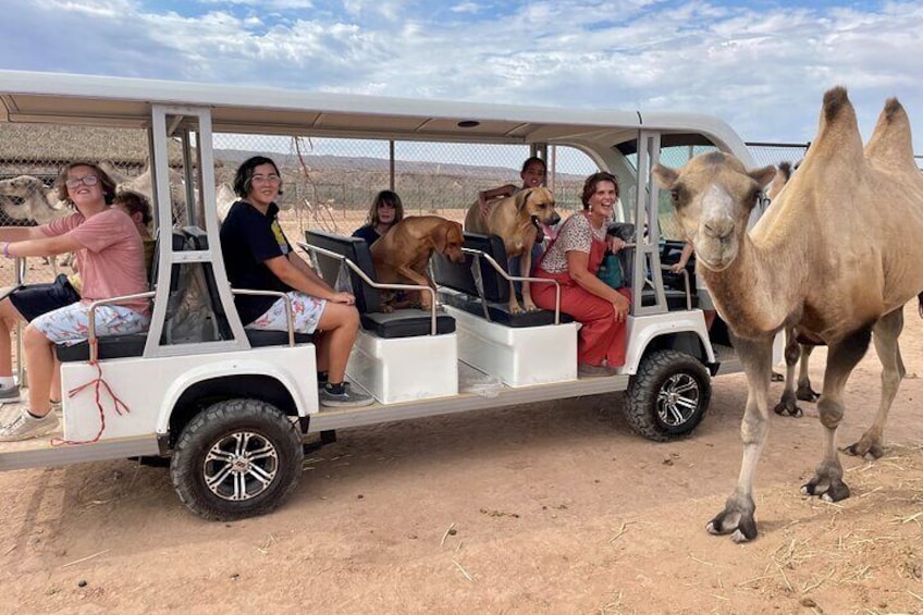A white safari vehicle with passengers and a camel in a desert setting. 1