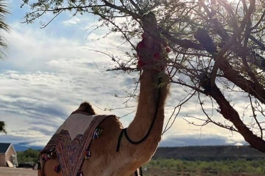 Camel Safari Tram Ride and Guided Zoo Tour 2