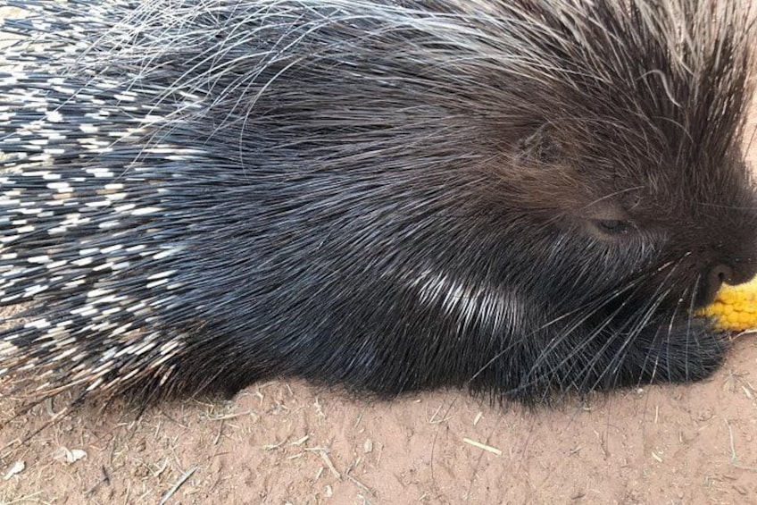 Our porcupine Thorn 5