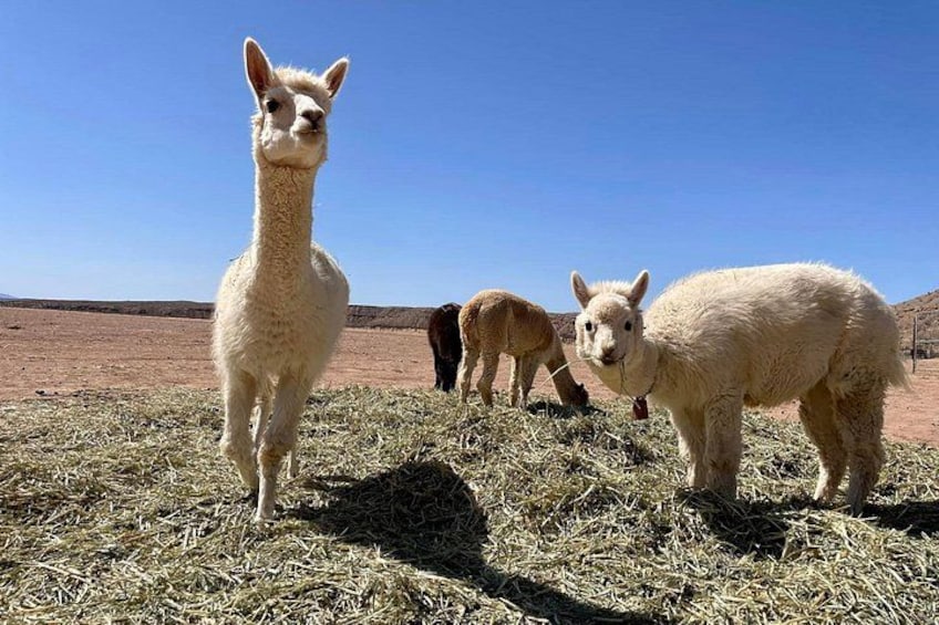 Camel Safari Tram Ride and Guided Zoo Tour 2