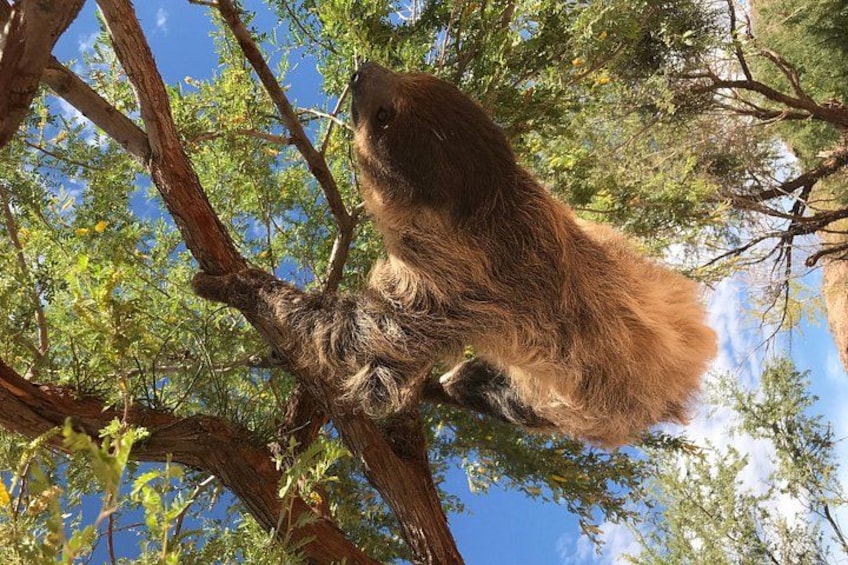 Our sloth Ambien 4
