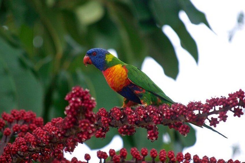 Un perroquet aux couleurs vives était perché sur une branche, près de quelques baies rouges. 4