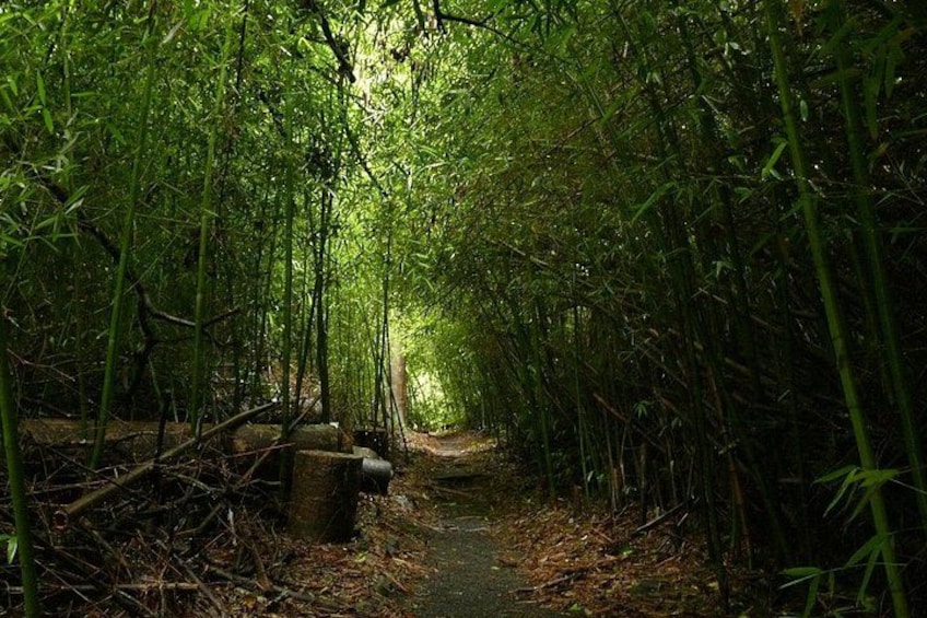 Un sendero estrecho en un bosque rodeado de bambú alto. 2