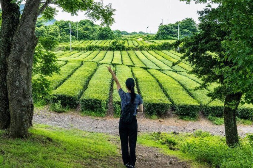 Jeju Island Private Taxi Tour : 2 Full days 2
