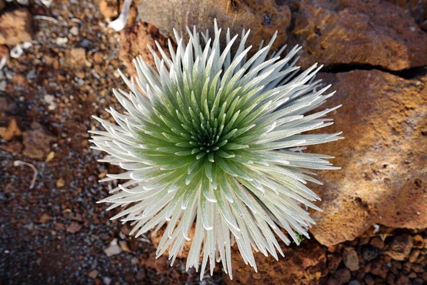 Endemic Silverswords Grow Nowhere Else on Earth 5