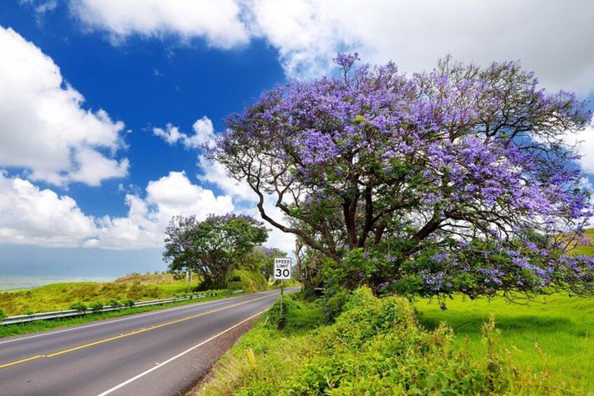 Country Cruise with Panoramic Views 4