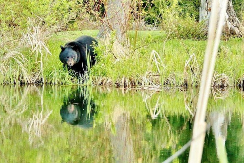 A black bear near a body of water with reflections of surrounding vegetation. 4