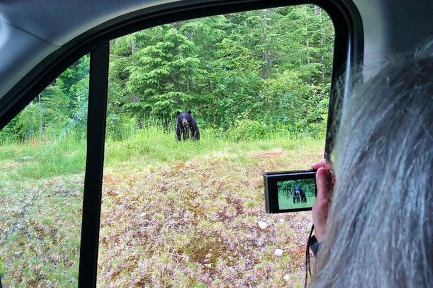 A vehicle interior with a person holding a camera, capturing a bear in a forest. 2
