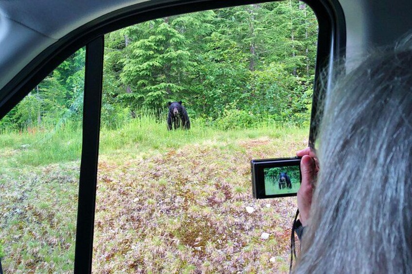 Enjoy the possibility of spotting bears and other wildlife! 4