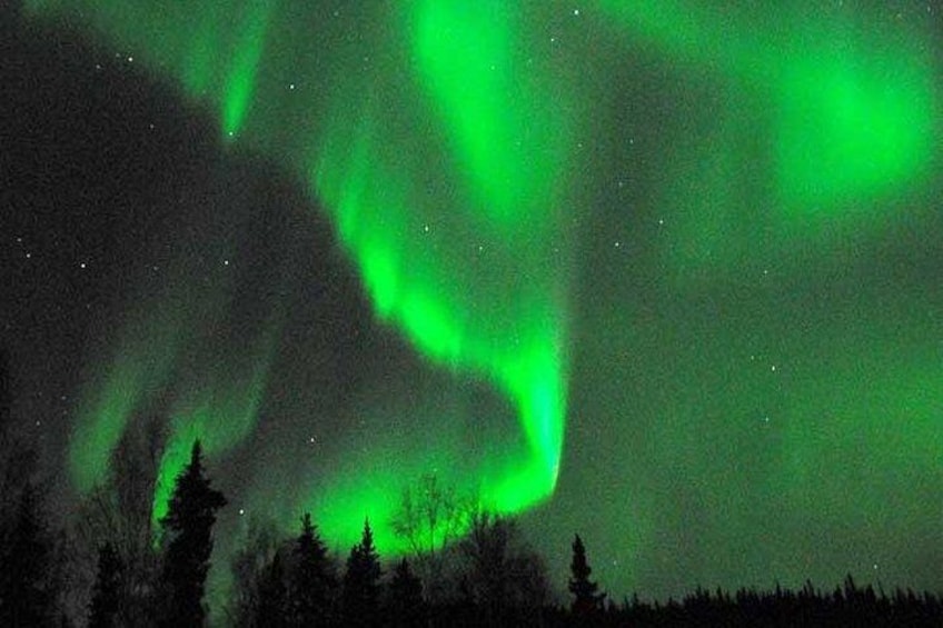 Nordlys over et skovlandskab. 5