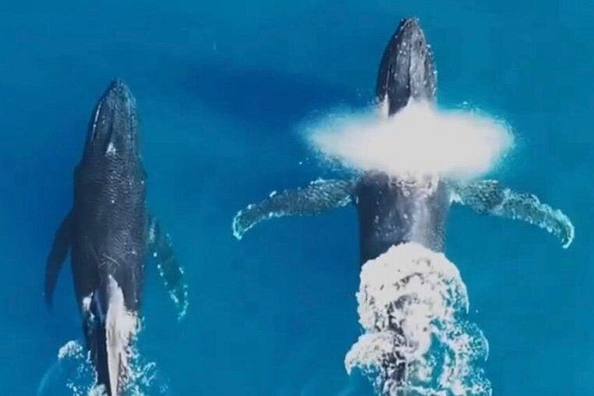 Arch Tour with Amazing Captain in Cabo San Lucas 5