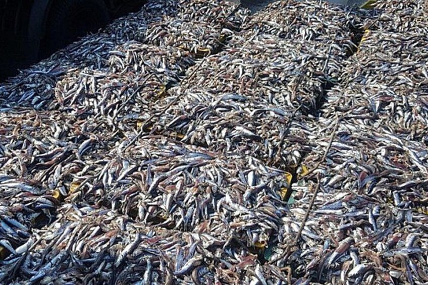 A large quantity of dried fish arranged in rows. 2