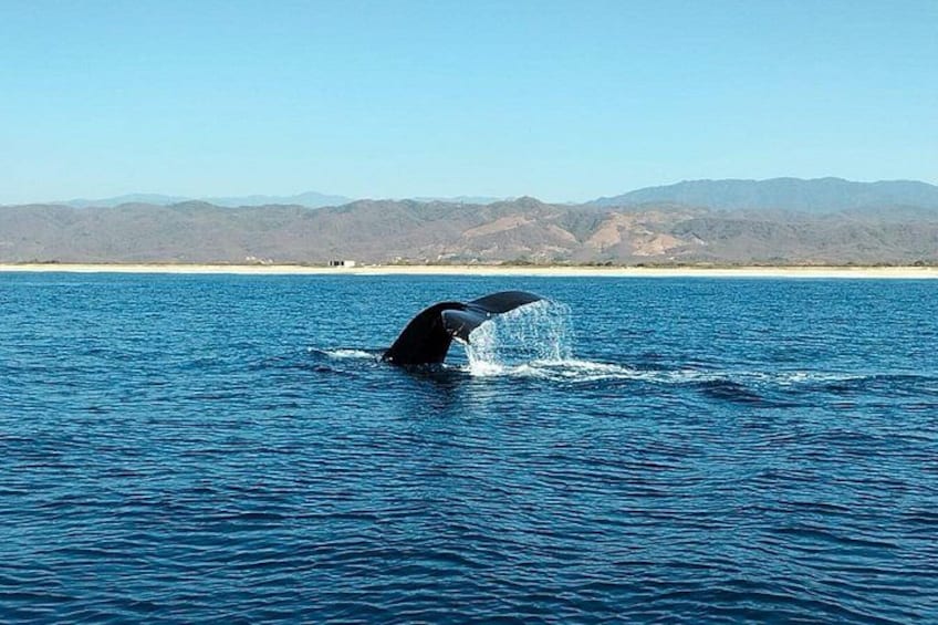 Dolphin Watching 2