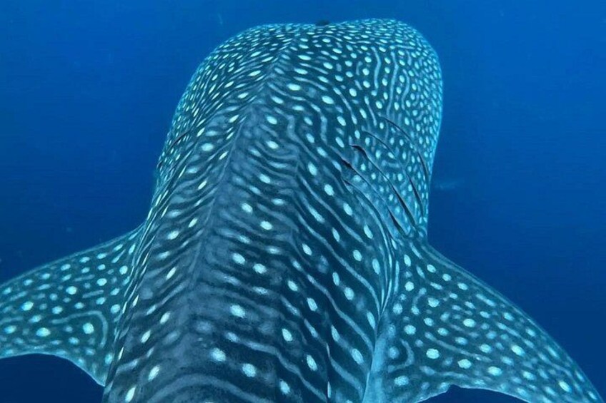 Dolphin Watching 5
