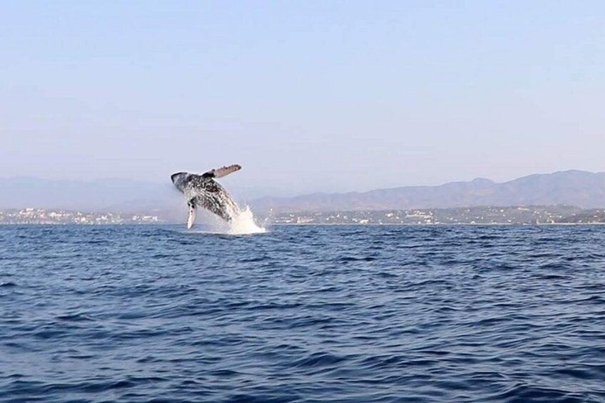 Dolphin Watching 3