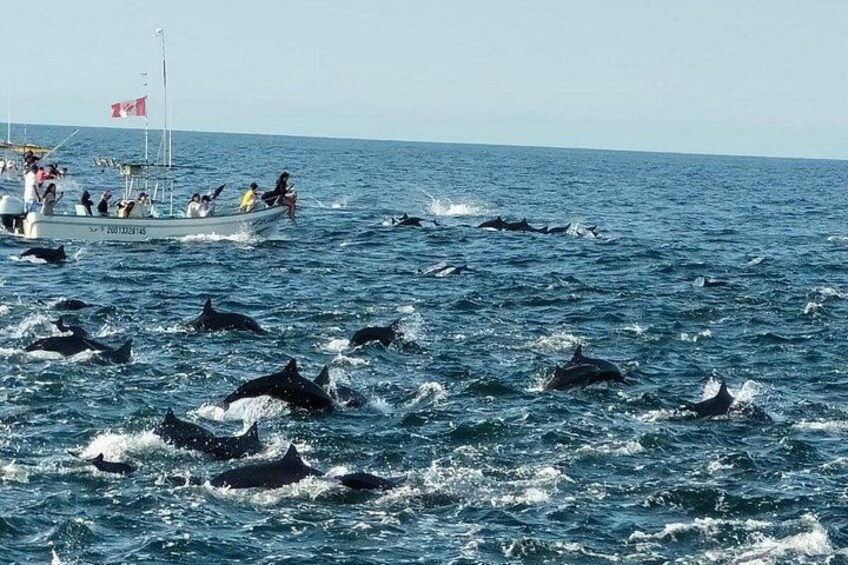 Dolphin Watching 4
