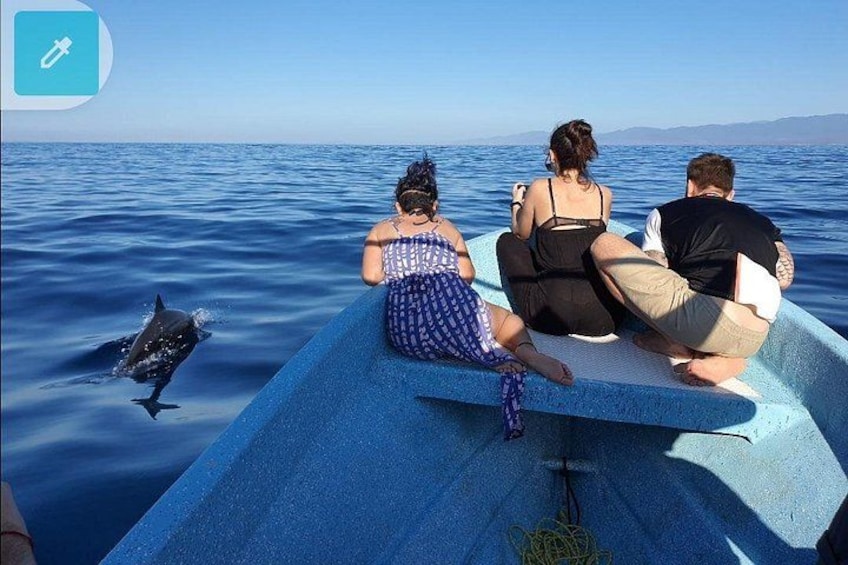Dolphin Watching 1