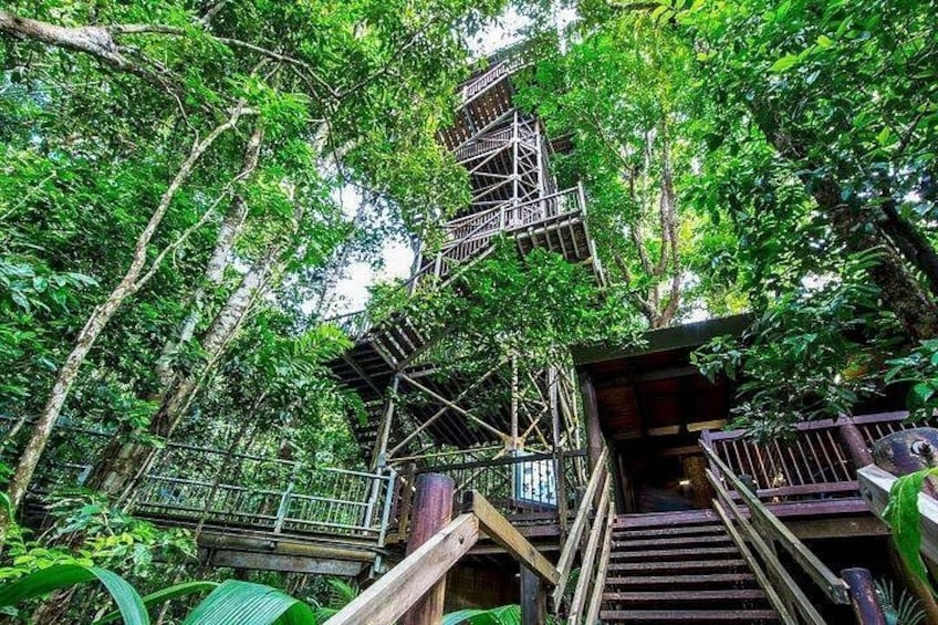 A wooden staircase surrounded by dense green foliage, leading up to a platform. 1