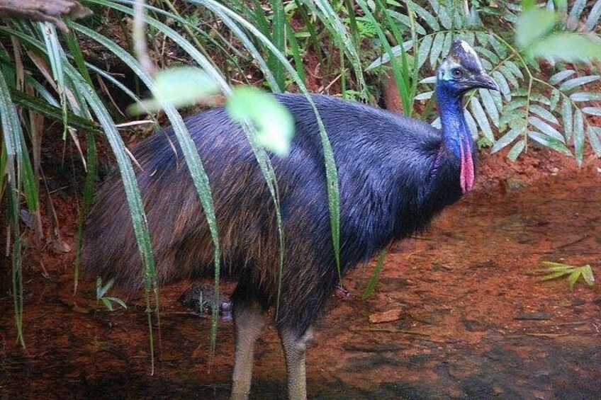 A bird with dark feathers and a long neck standing in a natural setting with green foliage and reddish-brown soil. 5