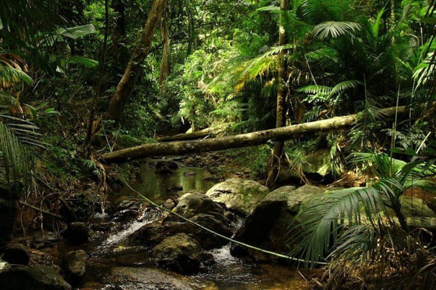 Daintree Discovery Centre Single Pass 2